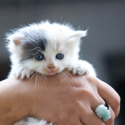 Gatos