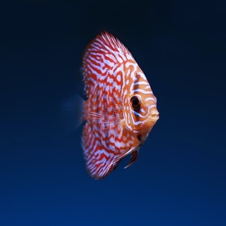 Peixes